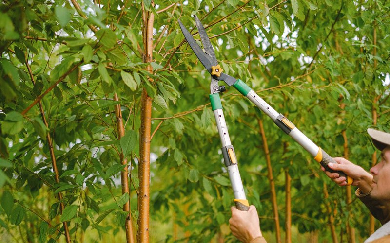 Tree trimming in Hiawatha, WV