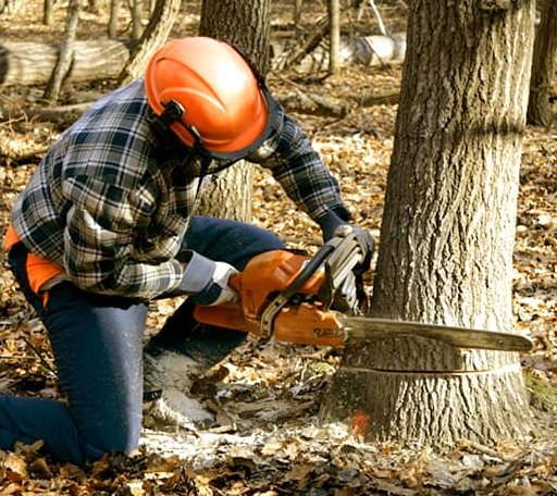 Tree Removal in Hiawatha, WV